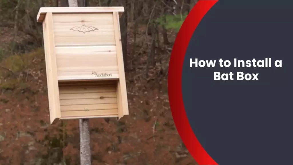 How to Install a Bat Box